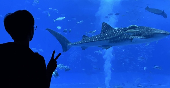 美麗海水族館 - 公鯨鯊